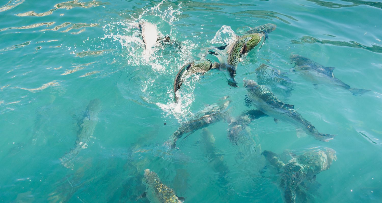 Fish splashing in the water