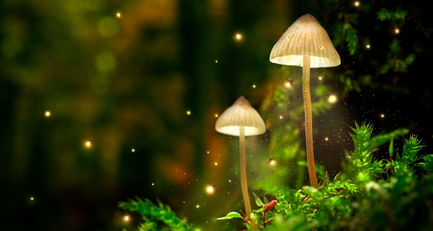Illuminated mushrooms