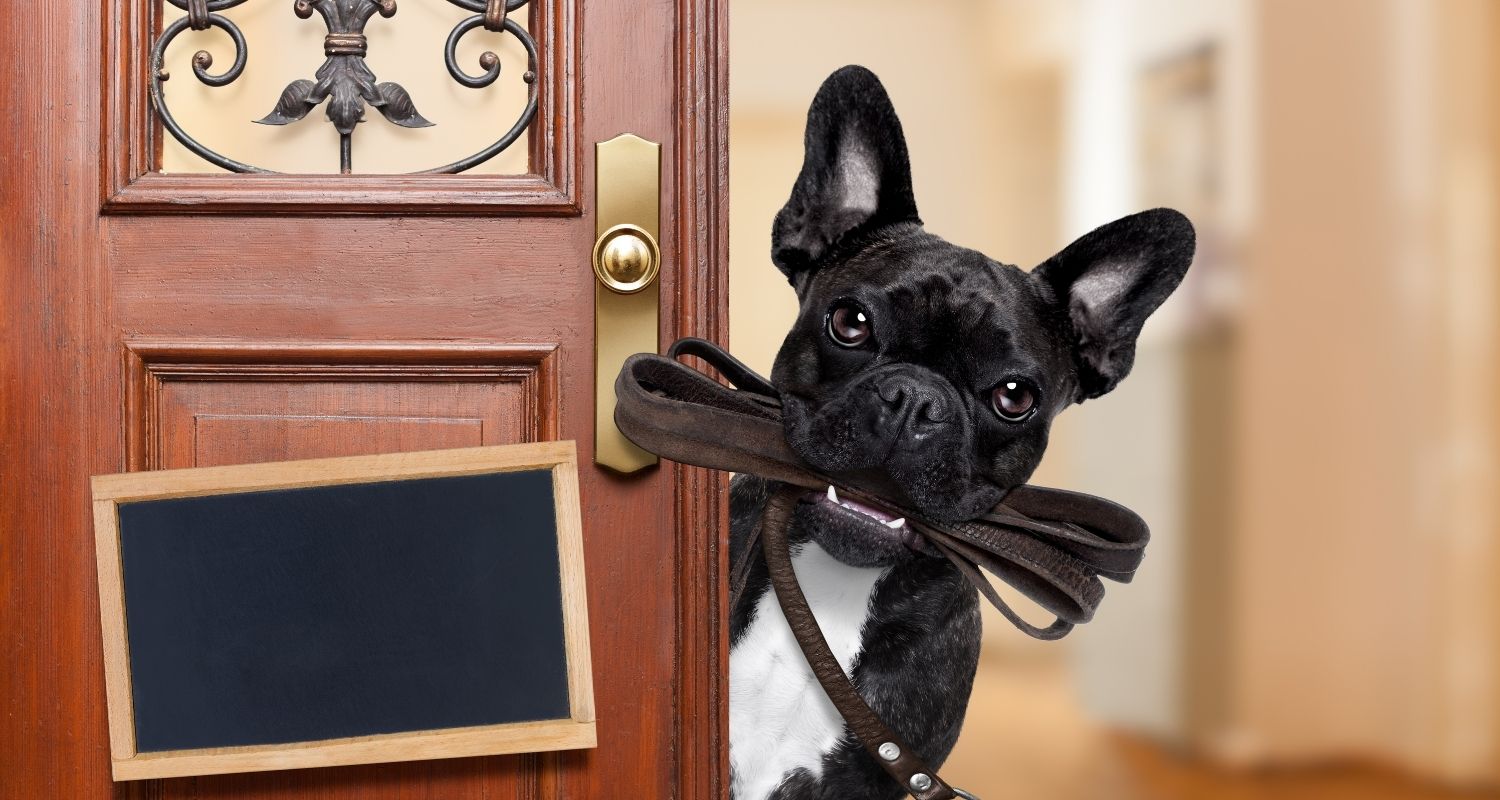 A dog with a leash in his mouth peeks out from behind the door