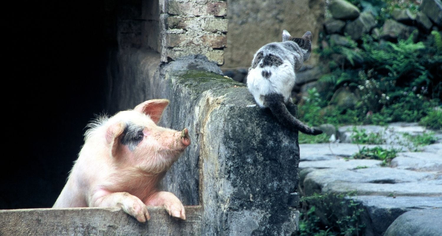 A pig looking at a cat