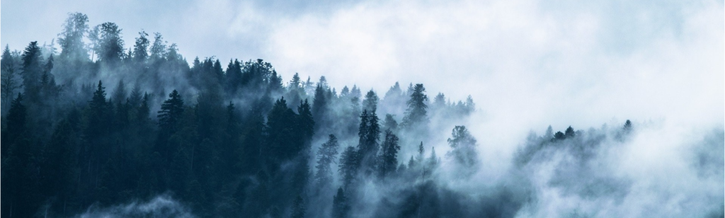 Dark forest covered with fog