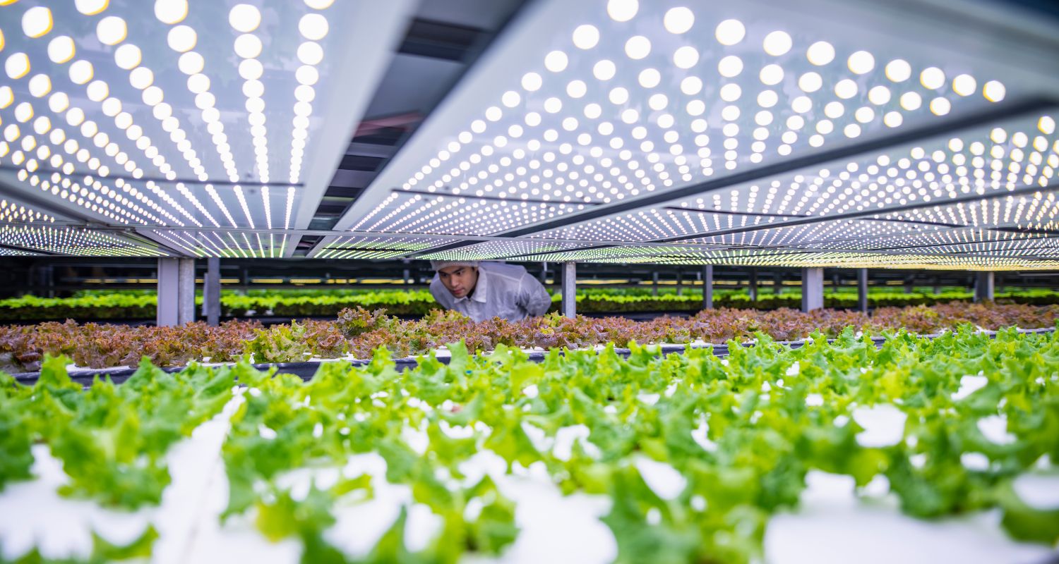 A man looking after seedlings indoors