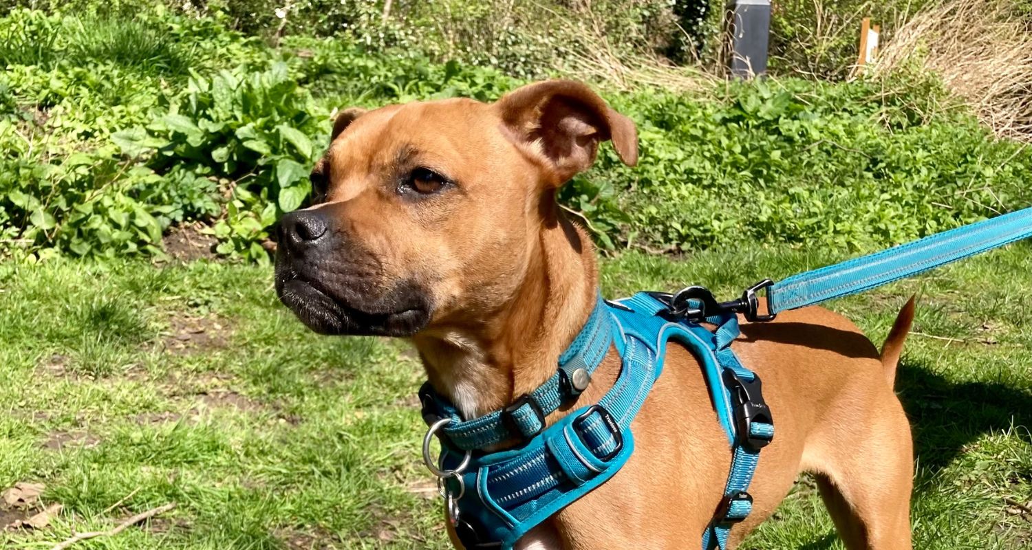 Young dog on a blue leash