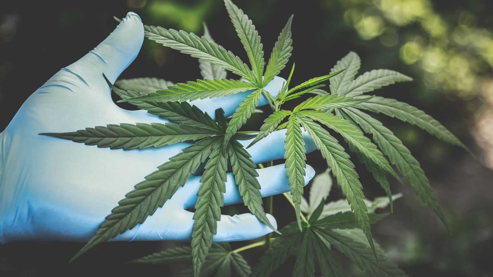 Green rush: the current investor high in cannabis