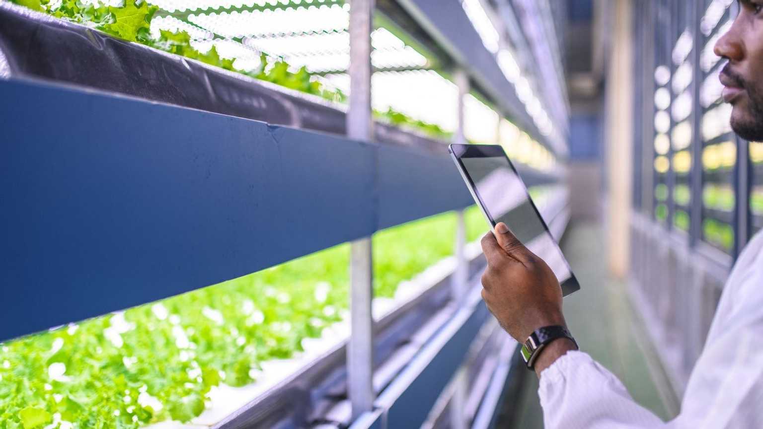 A man with a tablet looking after the plants